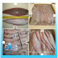 high quality frozen tongue sole fish